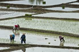 Wet Farming Practices